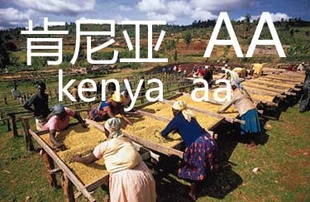 咖啡豆 肯尼亚AA 下单新鲜烘焙Kenya 咖啡粉 包邮
