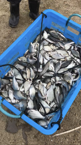 鳊鱼苗扁鱼苗武昌扁鱼三角鲂边鱼苗长身鳊鱼沙边鱼团活体淡水鱼苗