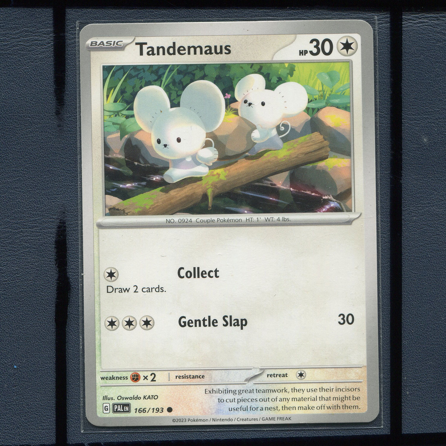 宝可梦美版英文版国际版 帕底亚进化 一对鼠 PAL-166