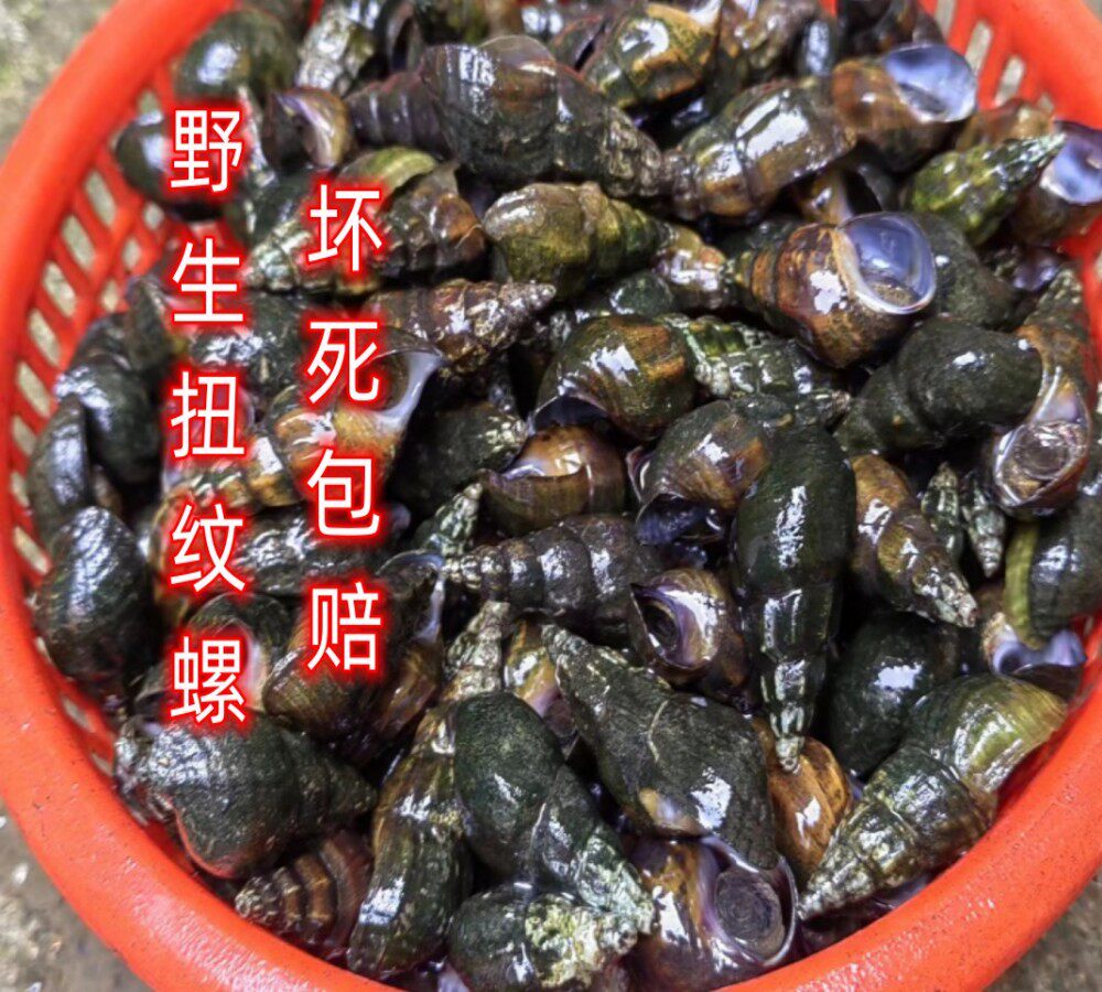 广西扭纹螺鬼螺纽螺鲜活深山野生山坑螺爽口山坑螺野生螺丝螺水产