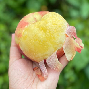 一头老黄牛 | 有味小五水蜜桃蟠桃水蜜新鲜水果应季新鲜香甜多汁