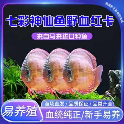 野血红卡马来七彩神仙活体草缸