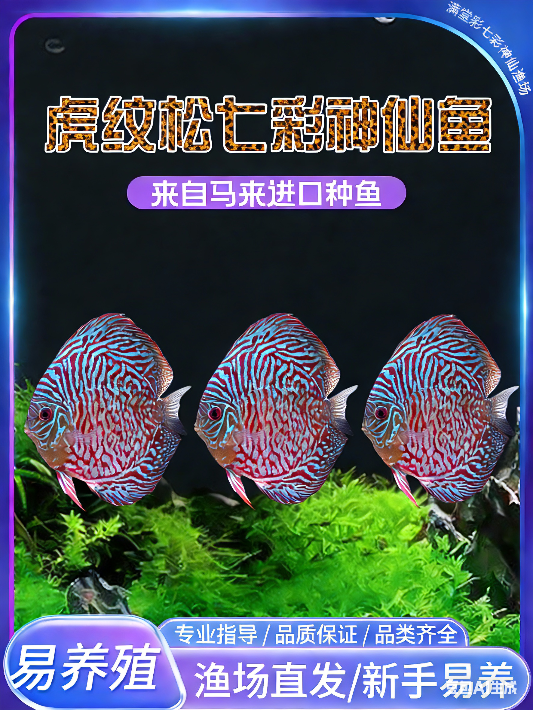 虎纹松七彩神仙观赏鱼苗活体淡水热带草缸造景路损包赔免邮,宠物/宠物食品及用品,鱼,淘宝优惠券,粉丝福利购,淘宝优惠卷