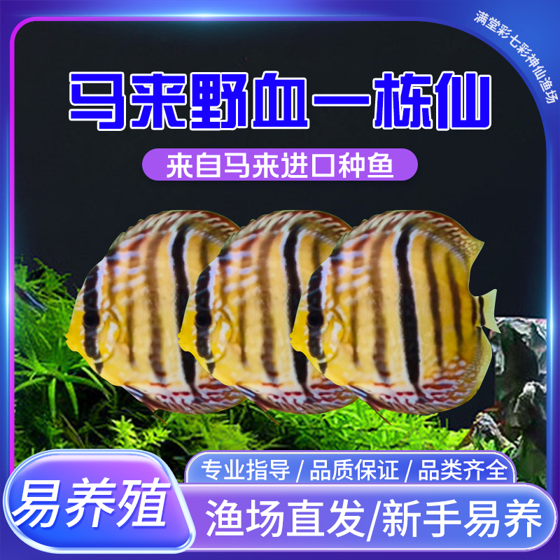 马来野血一栋仙七彩神仙鱼热带鱼