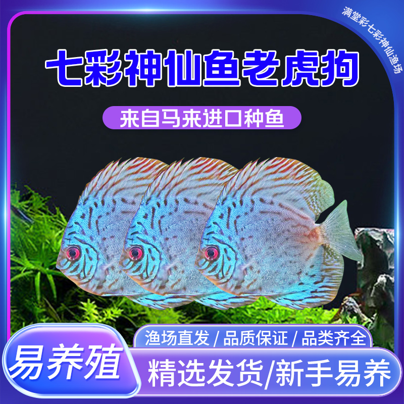 七彩神仙鱼板蓝松石老虎狗热带鱼