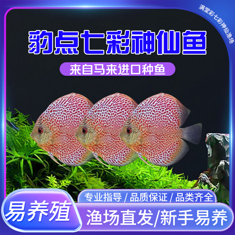 精品豹点七彩神仙鱼苗热带鱼观赏鱼活体好养易活包邮渔场直销