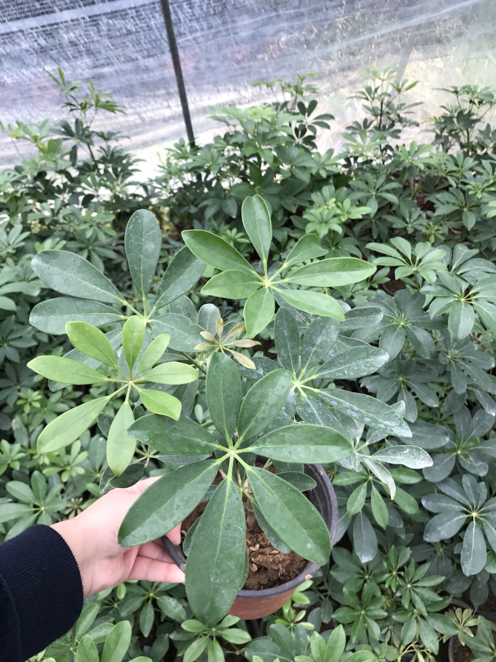 八面来财鹅掌木客厅办公室趣味小盆栽观叶植物招财树