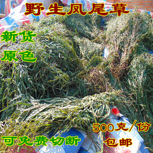 [当季新货] 凤尾草 大别山野生凤尾草中药材500g包邮 鸡爪草干货