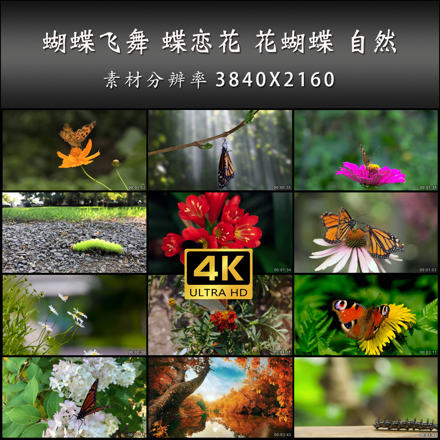 蝴蝶飞舞 蝶恋花 花蝴蝶 自然生态 慢镜头 高清 实拍 4K 视频素材