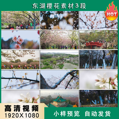 东湖樱花武汉大学樱花景观航拍风光片高清实拍视频素材