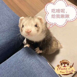安哥鲁宠物宝宝南京总代理雪貂