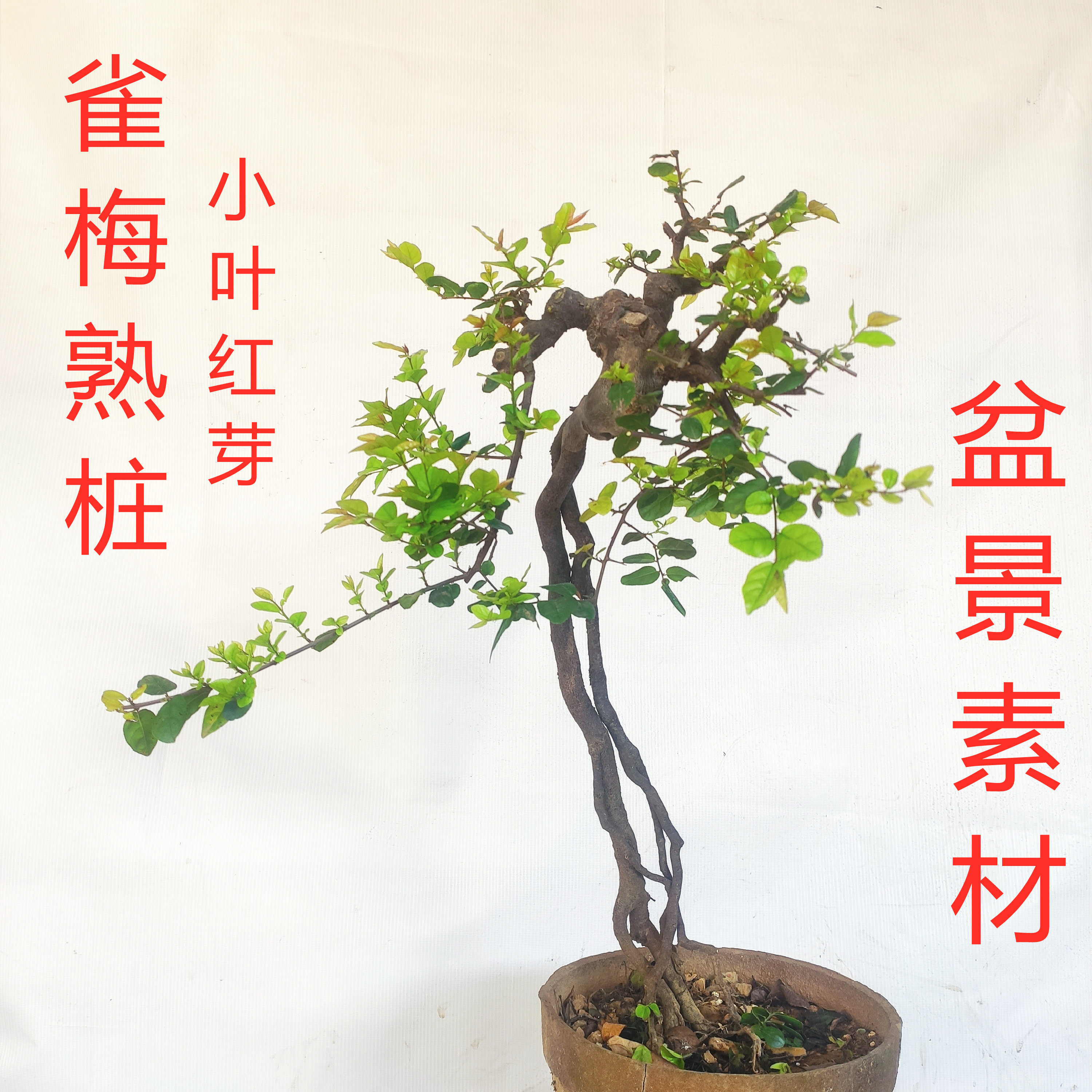 雀梅老熟桩附石提根造型花园阳台绿化小叶植物装饰观赏耐修剪盆景