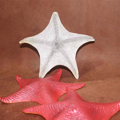 海洋动物模型safari塑胶海星