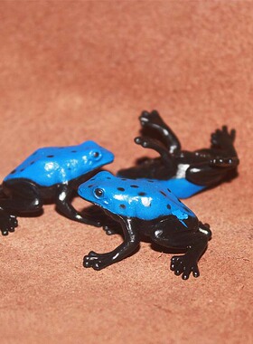 safar 仿真野生动物模型早教玩具场景摆件蓝色树蛙青蛙  毒蛙