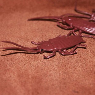 昆虫模型 safari 儿童认知摆件 仿真动物模型玩具 蟑螂 正品