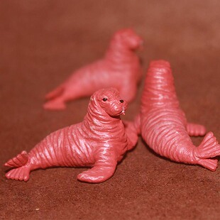 safari 海象宝宝 海洋动物模型玩具场景摆件