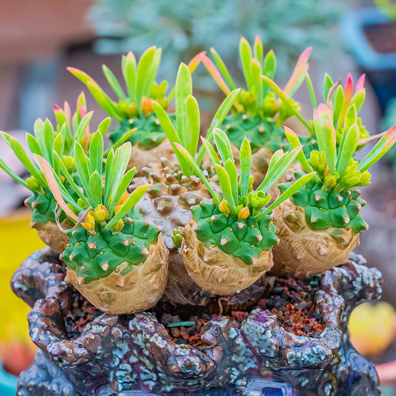 峨眉山 大戟科euphorbia gabizan群生多头控养多肉植物块根