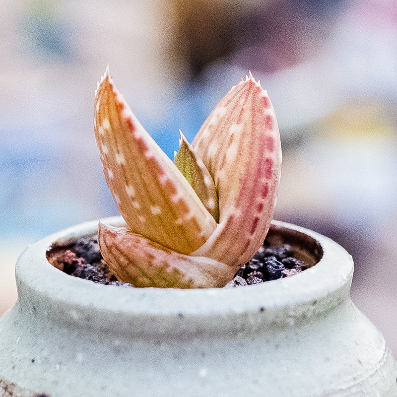 花蟹丸 酔鬼亭实生籽播一物一拍芦荟多肉植物 Aloe gariepensis 鲜花速递/花卉仿真/绿植园艺 多肉植物 原图主图