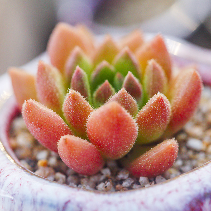 红唇 多肉植物景天属石莲花echeveria frida kahlo 精品阳台