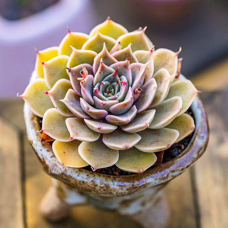 暗星多肉植物杂交新品石莲花精品控养一物一拍老桩