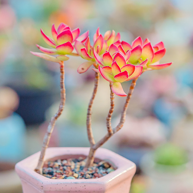 天狗之舞crassula dejecta多头群生老桩多肉植物一物一拍
