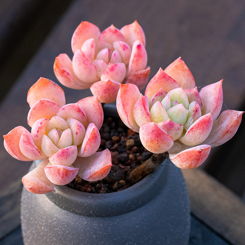 莎莎女王多肉植物办公室组合多头群生老桩echeveria suryeon