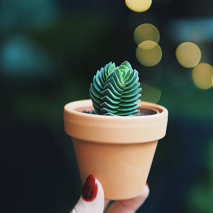 方塔多头植物多头群生青锁龙属Crassula cv. Buddha Temple