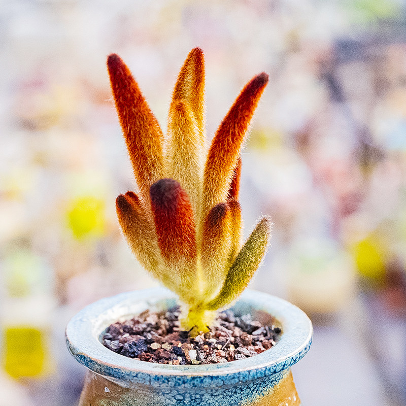 孙悟空 巧克力兔 多肉植物一物一拍 伽蓝菜属 精品控养