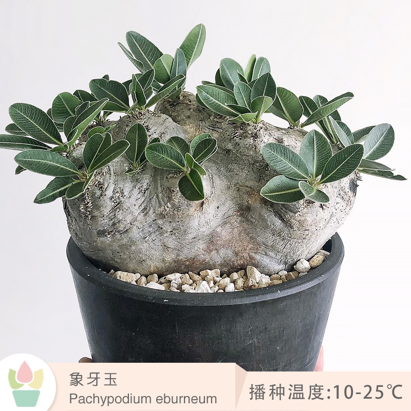 象牙玉 小苗 Pachypodium eburneum 块根 棒槌  多肉植物