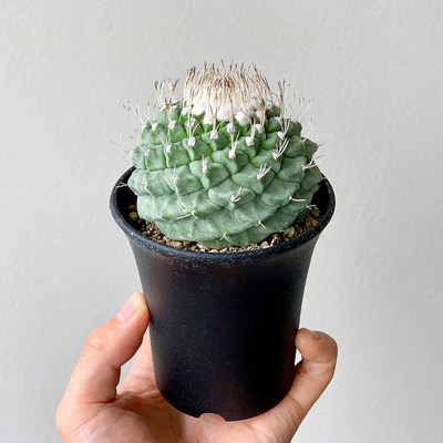 菊水 淘宝天猫优惠券折扣 菊水相关商品大全价格图片搜索赛选 综合排行榜 虎窝淘