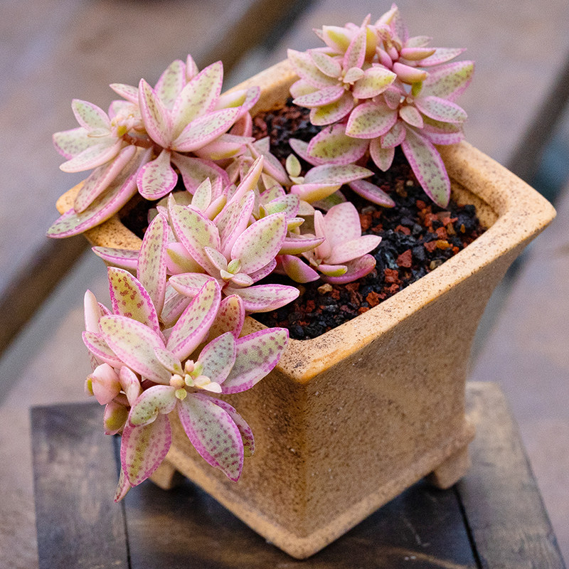 雨心锦多头群生多肉植物颜色粉粉阳台办公桌垂吊