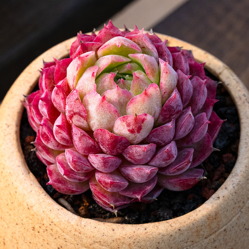 仙桃 朱砂痣 多肉植物 大棚直销 韩货 贵货echeveria red hole