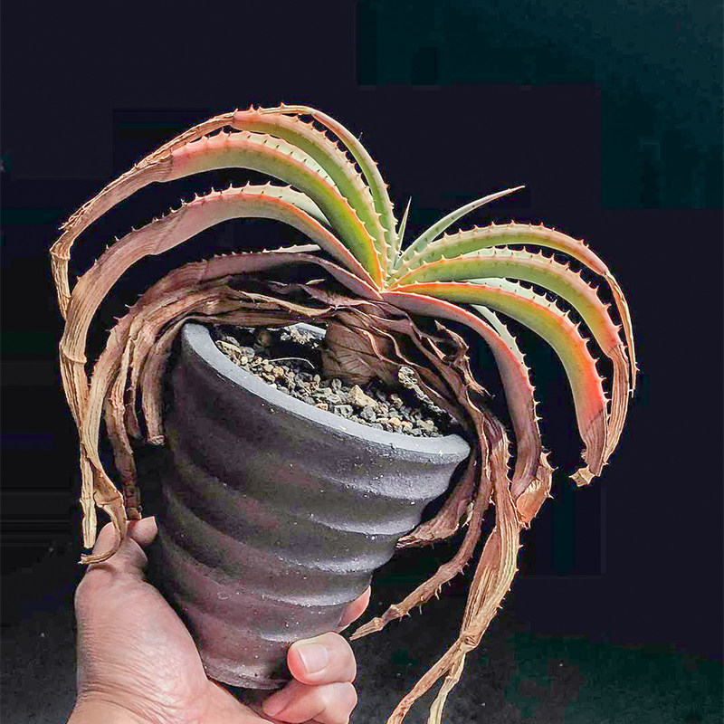 推进器 芦荟 一物一拍 多肉植物 aloe suprafoliata