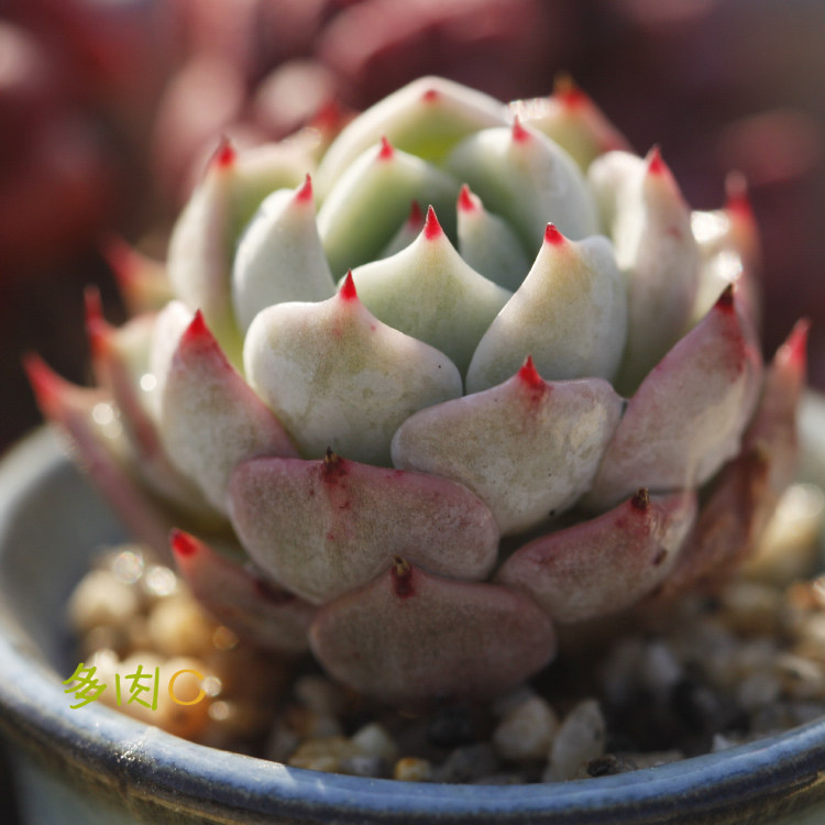 多肉红爪多肉植物 大棚直销 肉肉植物 精养