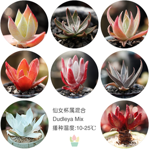 仙女杯种子进口美国初霜御剑红苹果拇指鱿鱼白菊雪山艾杜丽斯