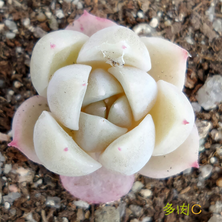 多肉C-多肉植物 貴貨 美貨正版Echeveria Alba Beauty 阿爾巴佳人