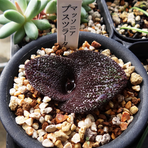 多肉植物种子德国KK进口稀有球根Massonia pustulata紫镜花有香味