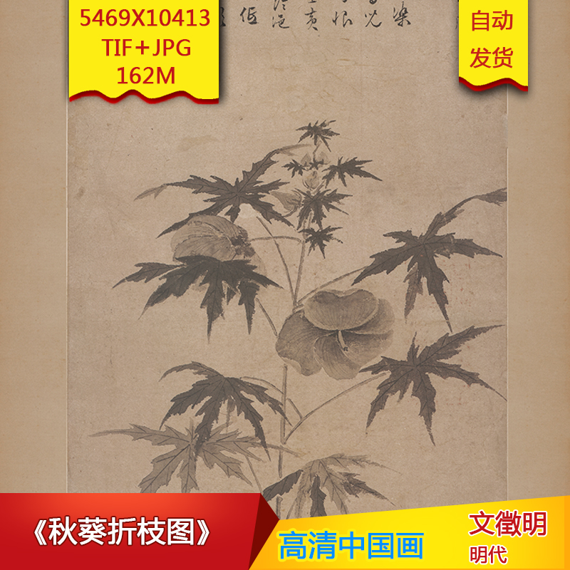 《秋葵折枝图》明代文徵明作品高清国画电子图片装饰素材