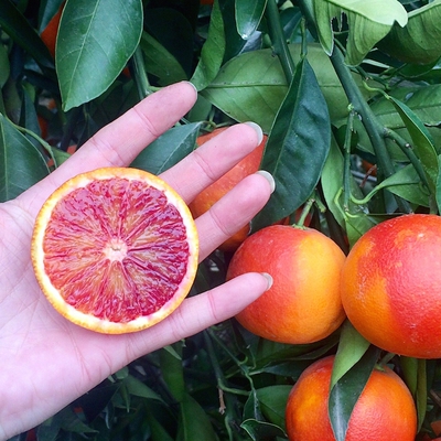 老树纯血，高颜值高营养