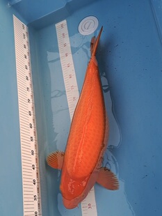 锦鲤红色介子  日本血统锦鲤 锦鲤鱼 观赏鱼 淡水鱼 活体锦鲤