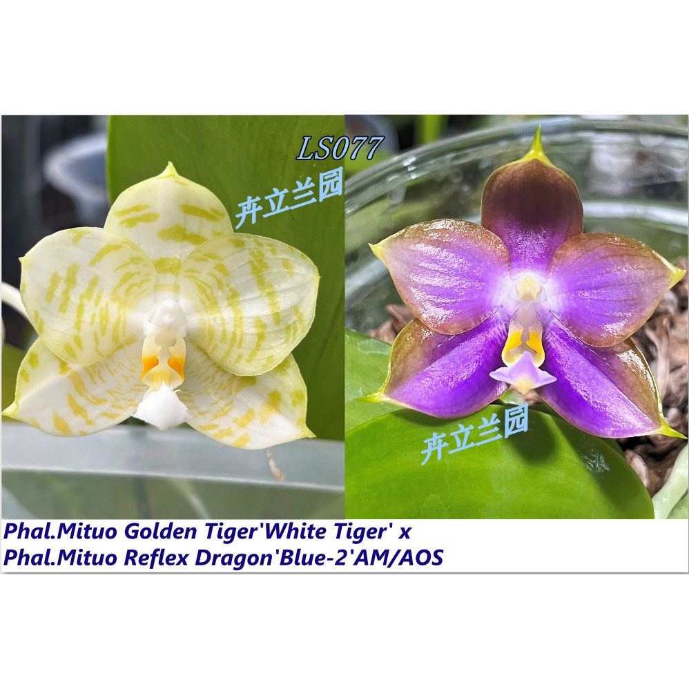 2.5寸 弥陀白虎交反射龙508图片