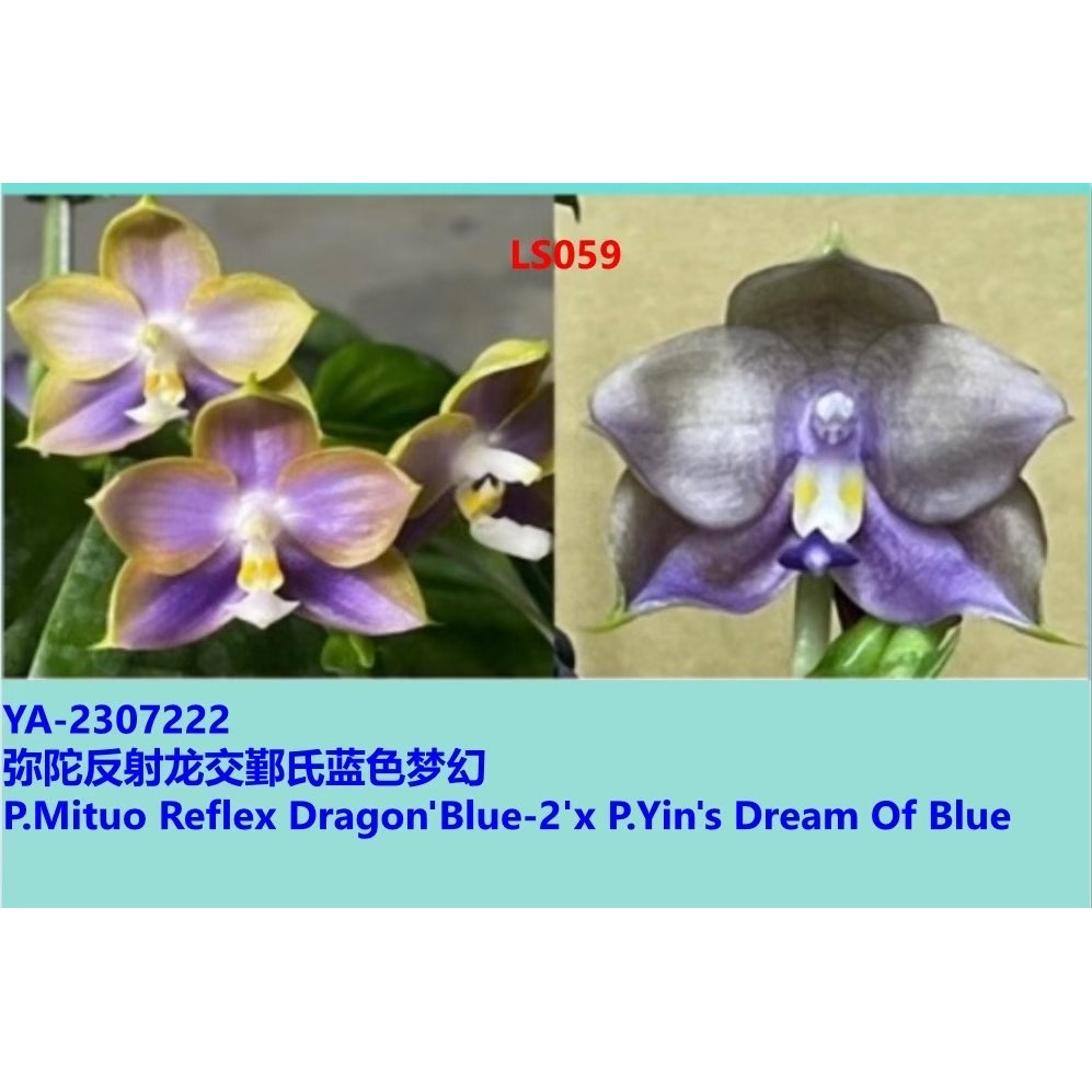 2.5寸 苗LS059 反射龙交蓝色梦幻图片
