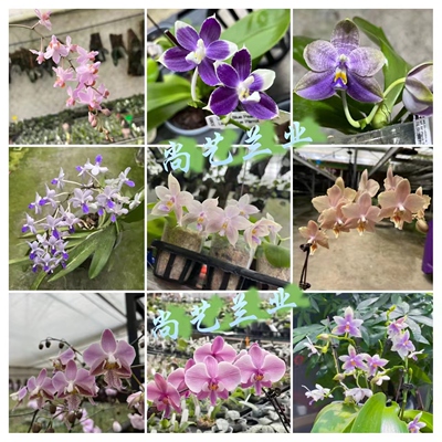 蝴蝶兰鲜花组盆直播专拍链接尚艺兰业