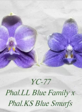 YC77 柳林蓝色家族交龚氏蓝精灵