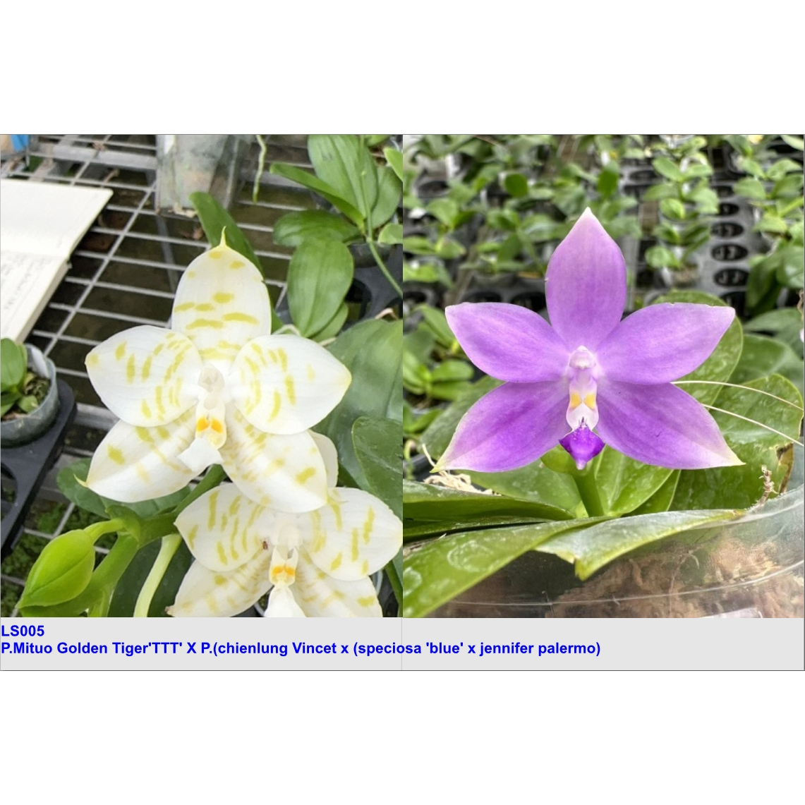 LS005弥陀金虎TTT交文森特