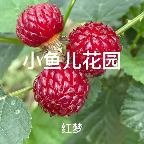 覆盆子种植盆栽春天长势强好养活