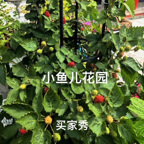 树莓春天阳台露台盆栽地栽