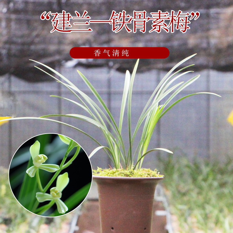蝶恋兰园 铁骨素梅 浓香兰花苗 建兰四季兰 花卉绿植盆栽兰草