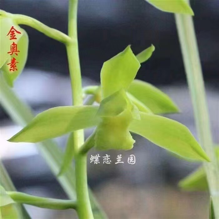 蕙兰素花之首 金奥素  老种正品浓香兰花卉绿植盆栽