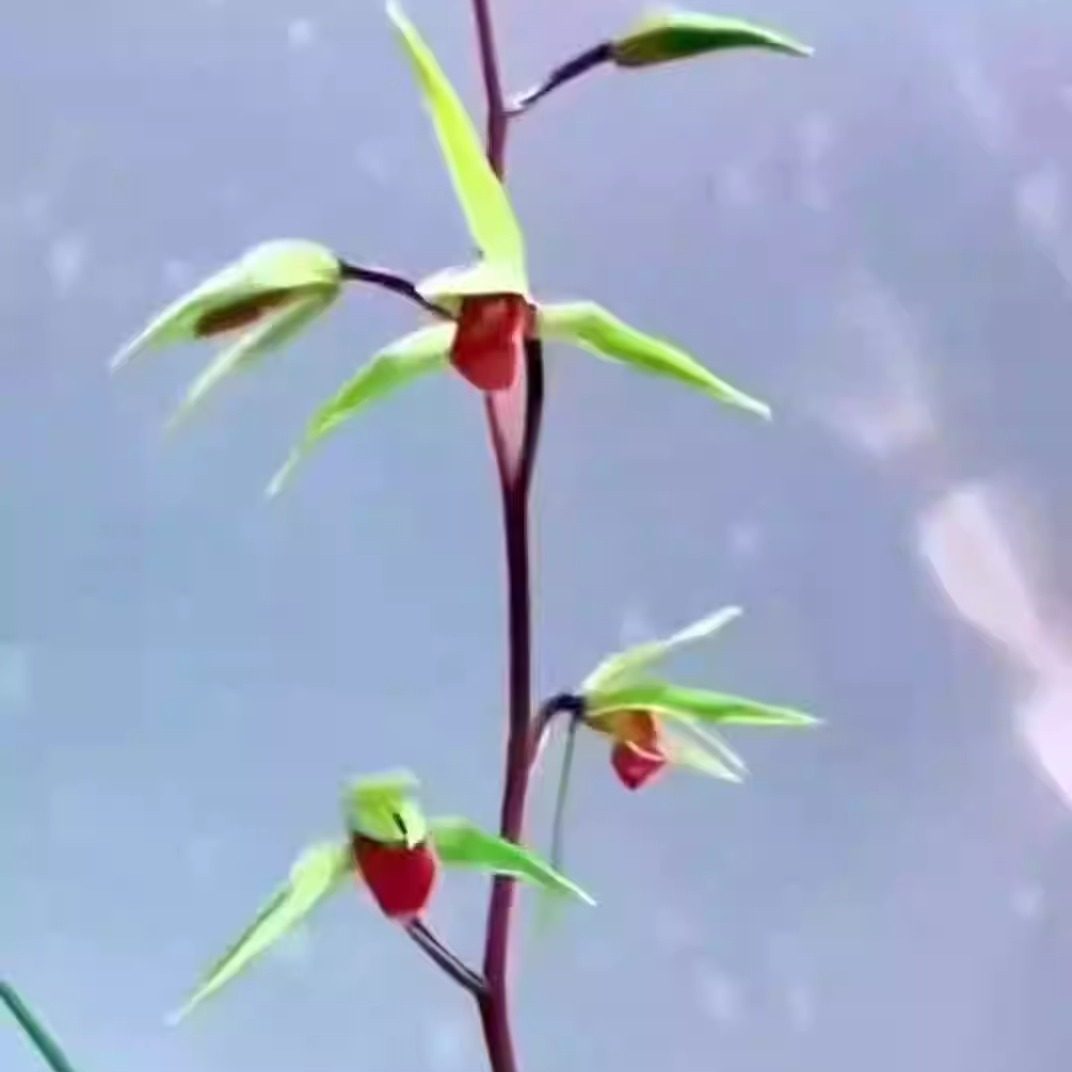 名贵寒兰雪中红老种浓香型绿瓣红舌室内好养易栽培兰花绿植原盆栽